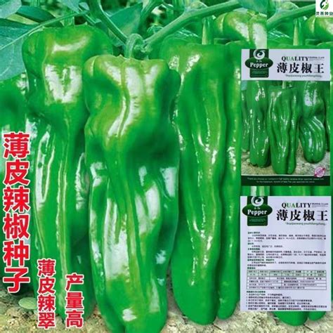 辣椒籽怎麼種|辣椒種植大全：頂級品種、栽培秘訣與照護指南